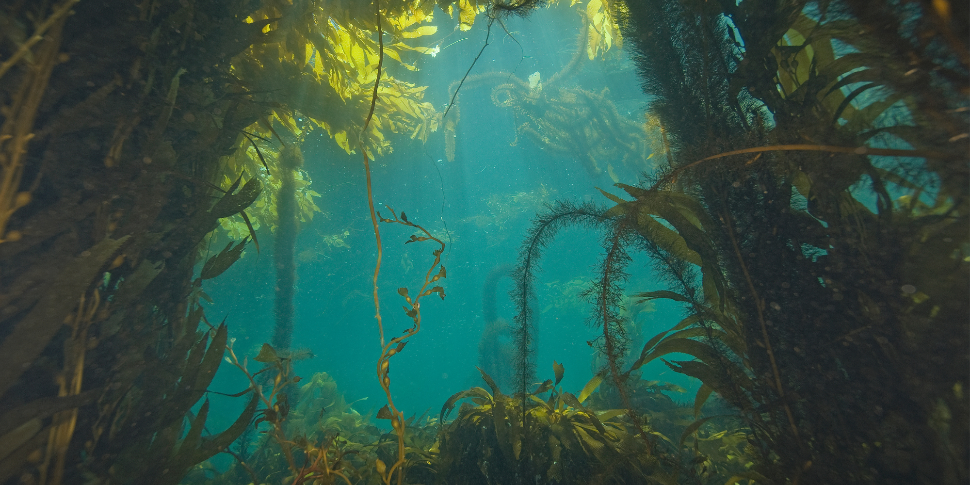 The ocean-powered miracle ingredient we just discovered