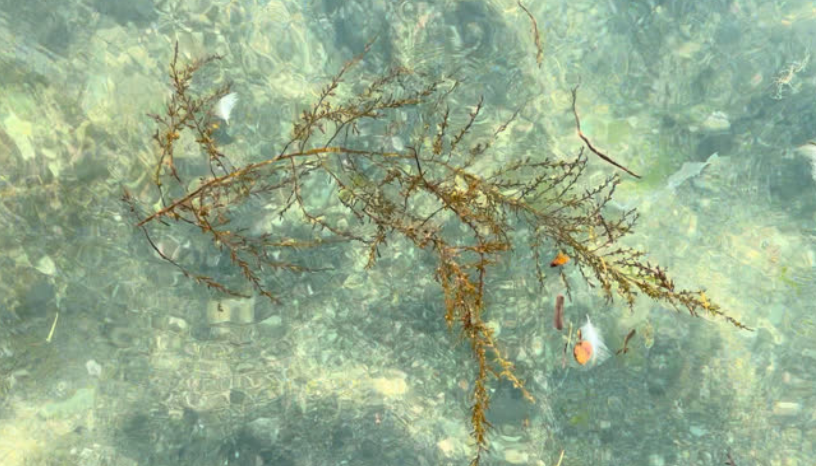 The key ingredient in algae: polysaccharides
