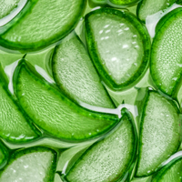Fresh-cut aloe leaf