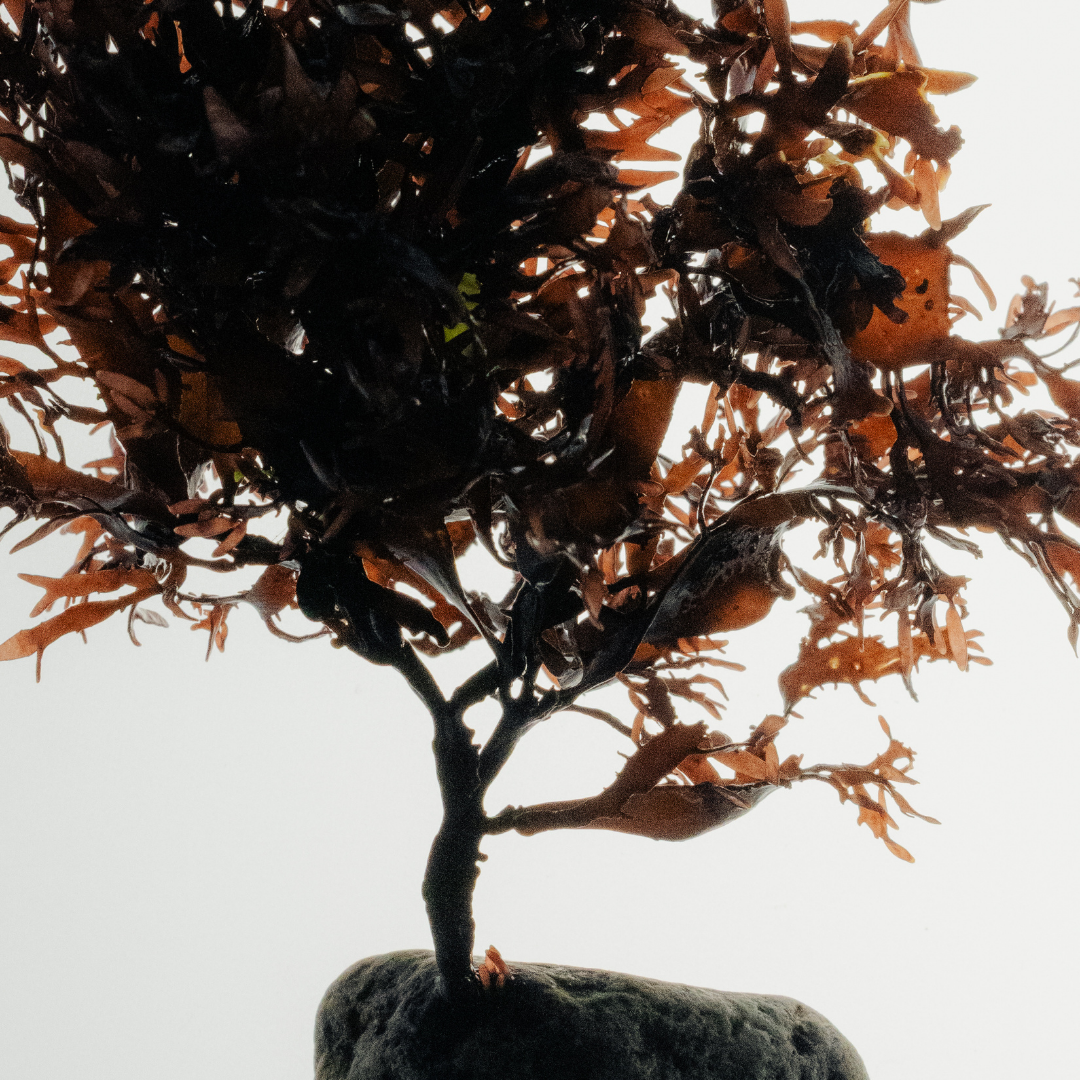 Red seaweed rooted on a beach stone