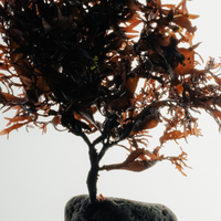 Red algae